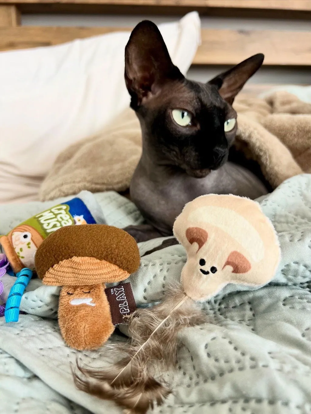 P.L.A.Y. Feline Frenzy Purrfectly Fungi kattleksak svamp