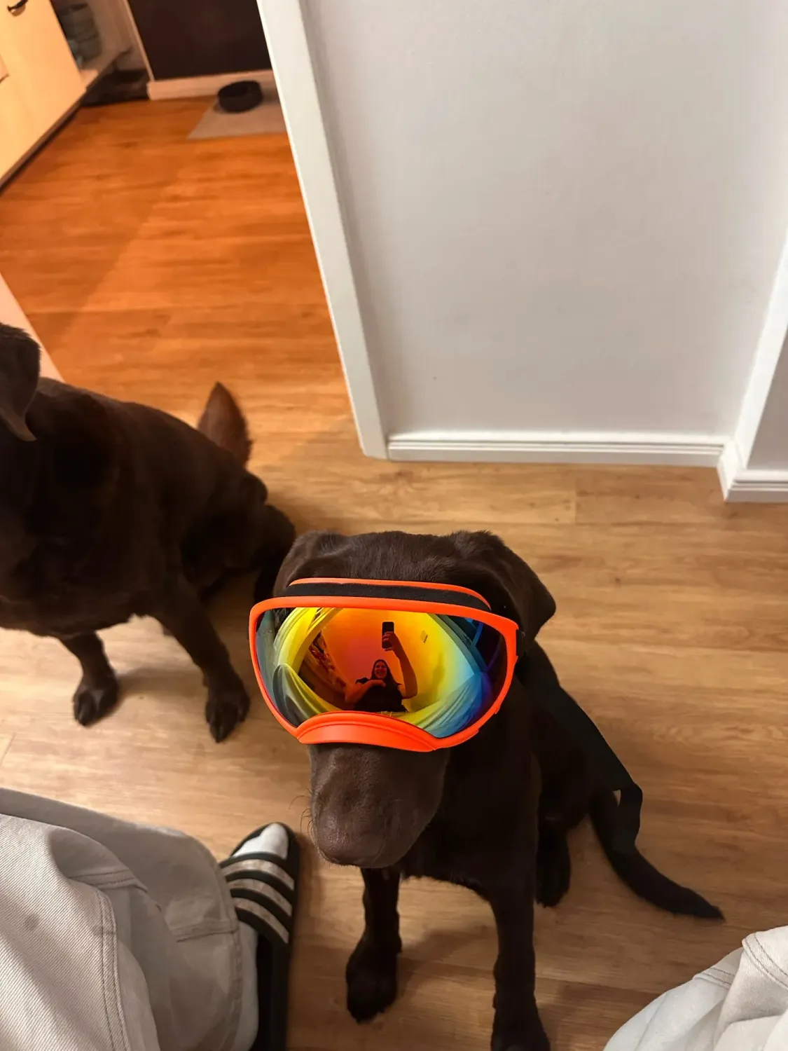 Pawtato UV400 Sun and Wind hundglasögon svart