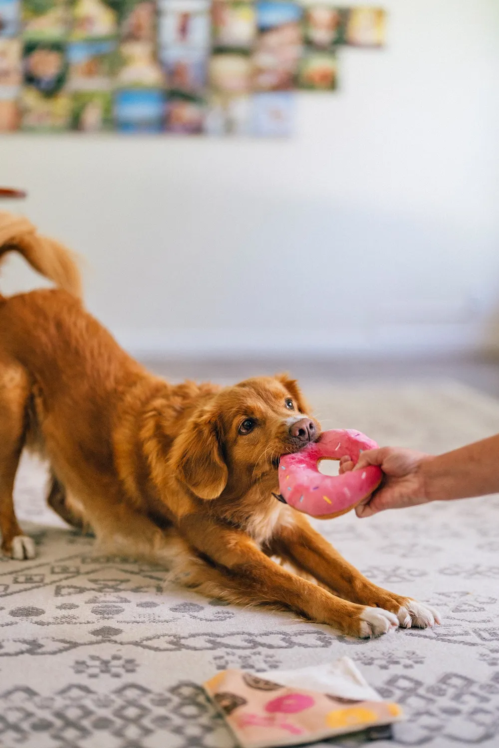 P.L.A.Y. Pup Cup Café Doughboy Donut hundleksak pip