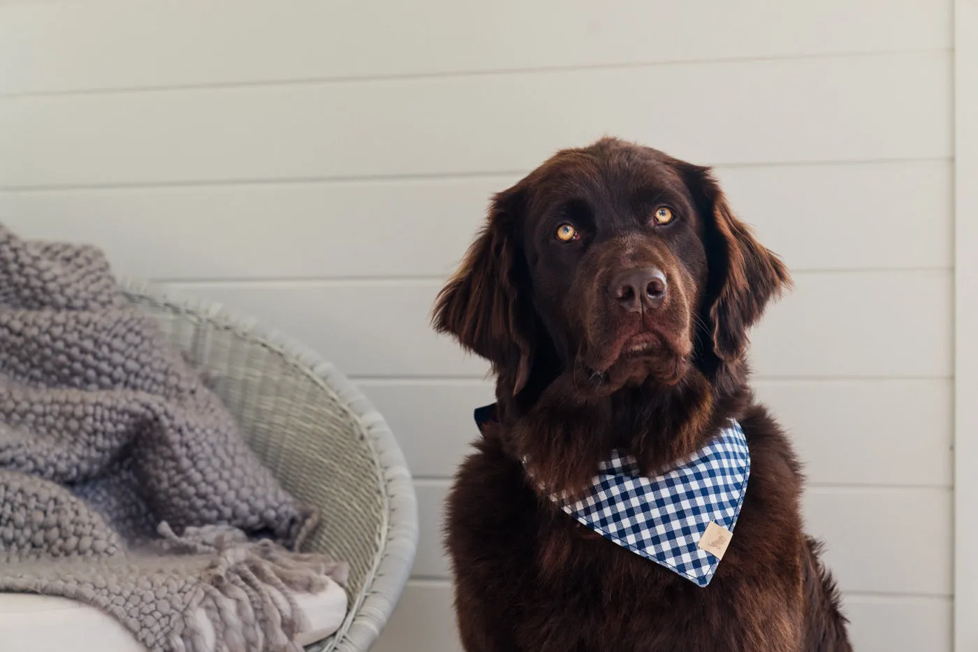 P.L.A.Y. Doggy Duo The Trendsetter hundbandana rutig