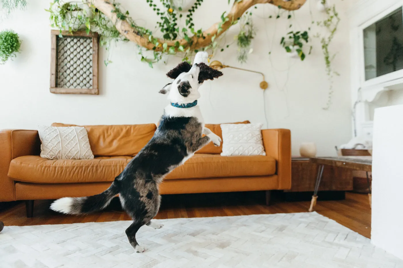 P.L.A.Y. Fetching Flock Edgar the Eagle hundleksak stor brun