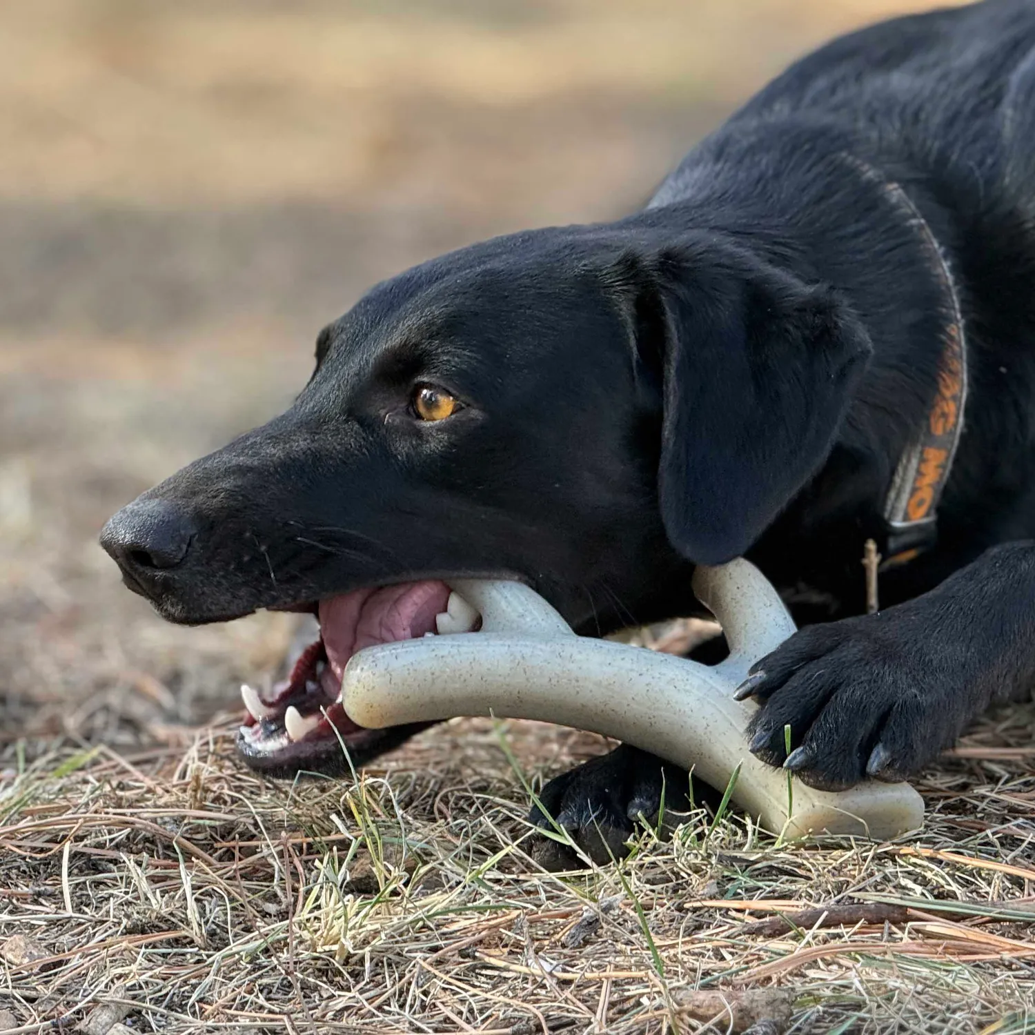 SodaPup Ever Antler tuggben brun extra tålig
