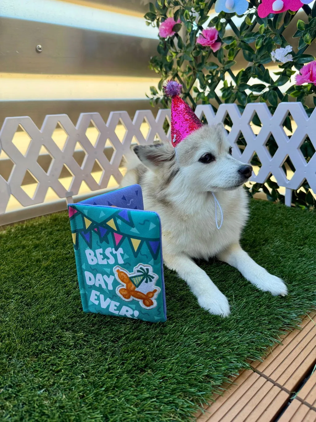 P.L.A.Y. Party Animal Barkday Wishes hundleksak med godisgömma