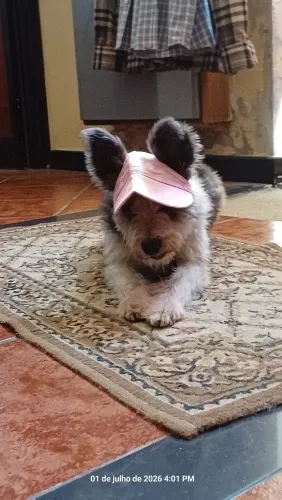 Pawtato Adjustable Sun Visor hundkeps med öronhål