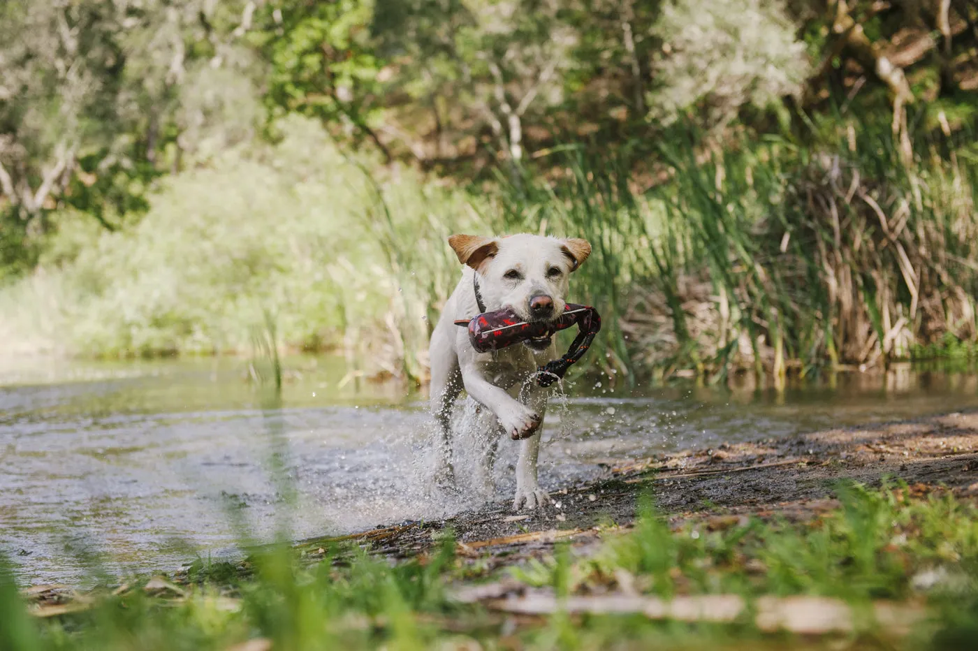 P.L.A.Y. Scout & About Toss and Float hundleksak med reflex