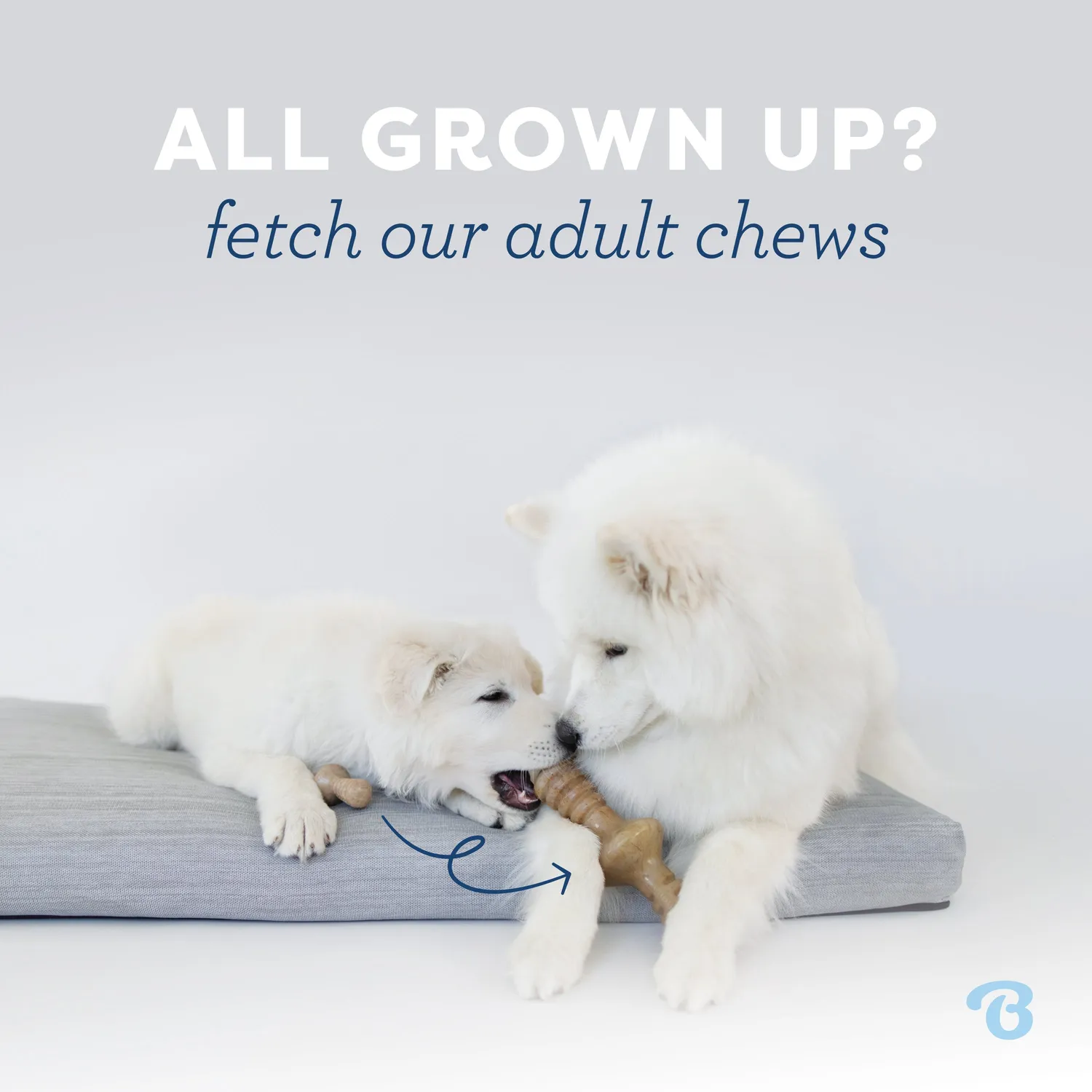 Benebone Puppy Dental Chew tuggben tiny bacon