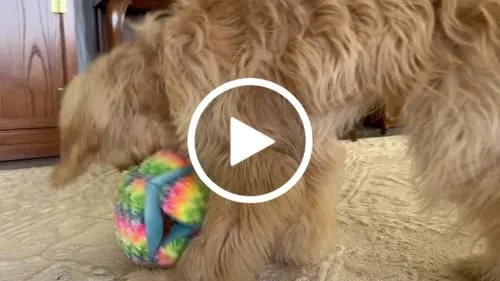 Spunky Pup Stuffies mjukisleksak Tangle Regular med godisfack