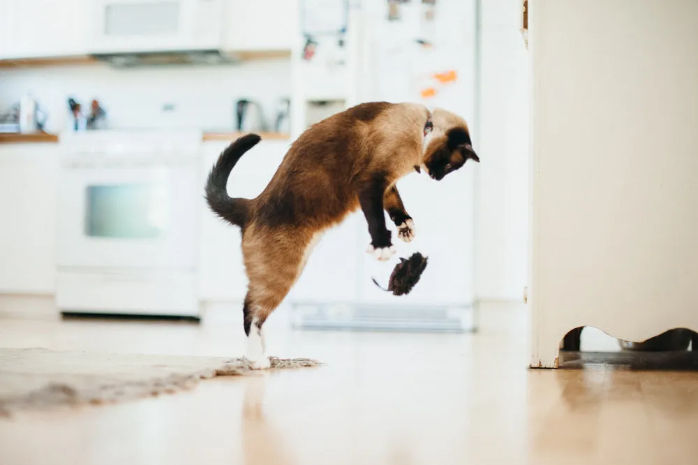 P.L.A.Y. Feline Frenzy Catch a Meowse kattleksak 2-pack med kattmynta