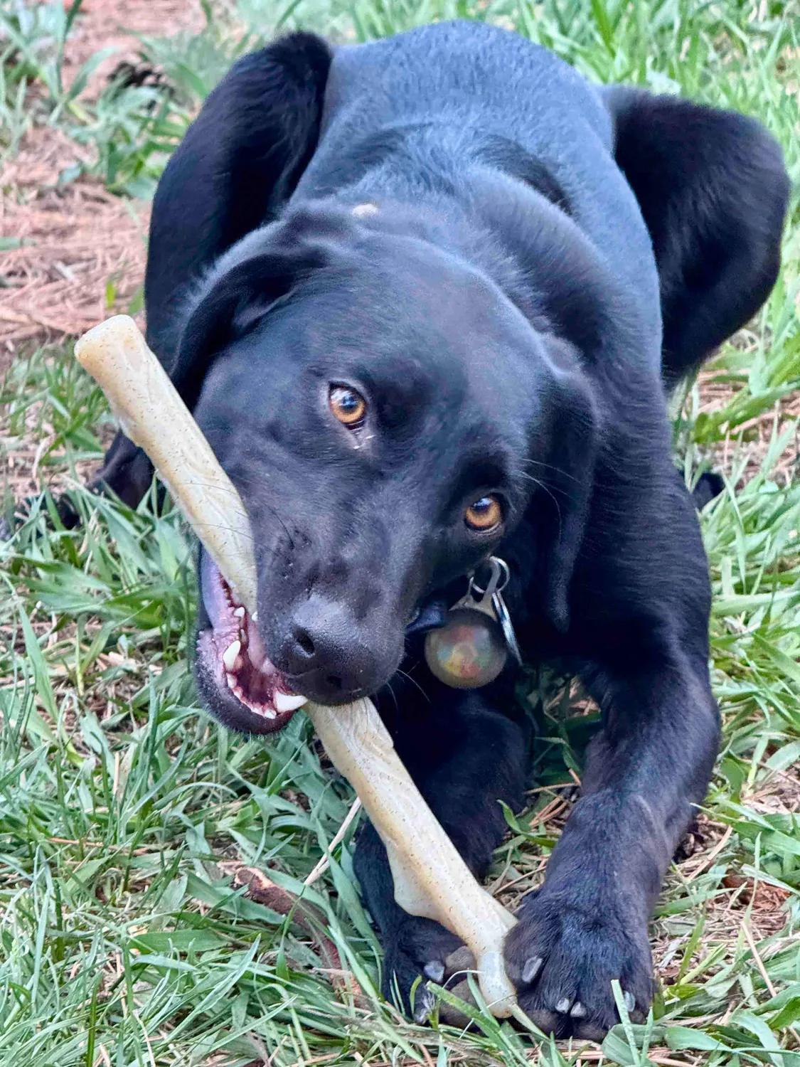 SodaPup Nylon Chew Stick tuggleksak natural kraftig