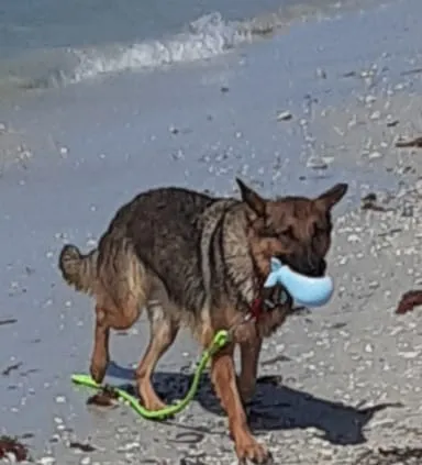 Spunky Pup Gnaw Guard hundleksak liten ring grön flytande