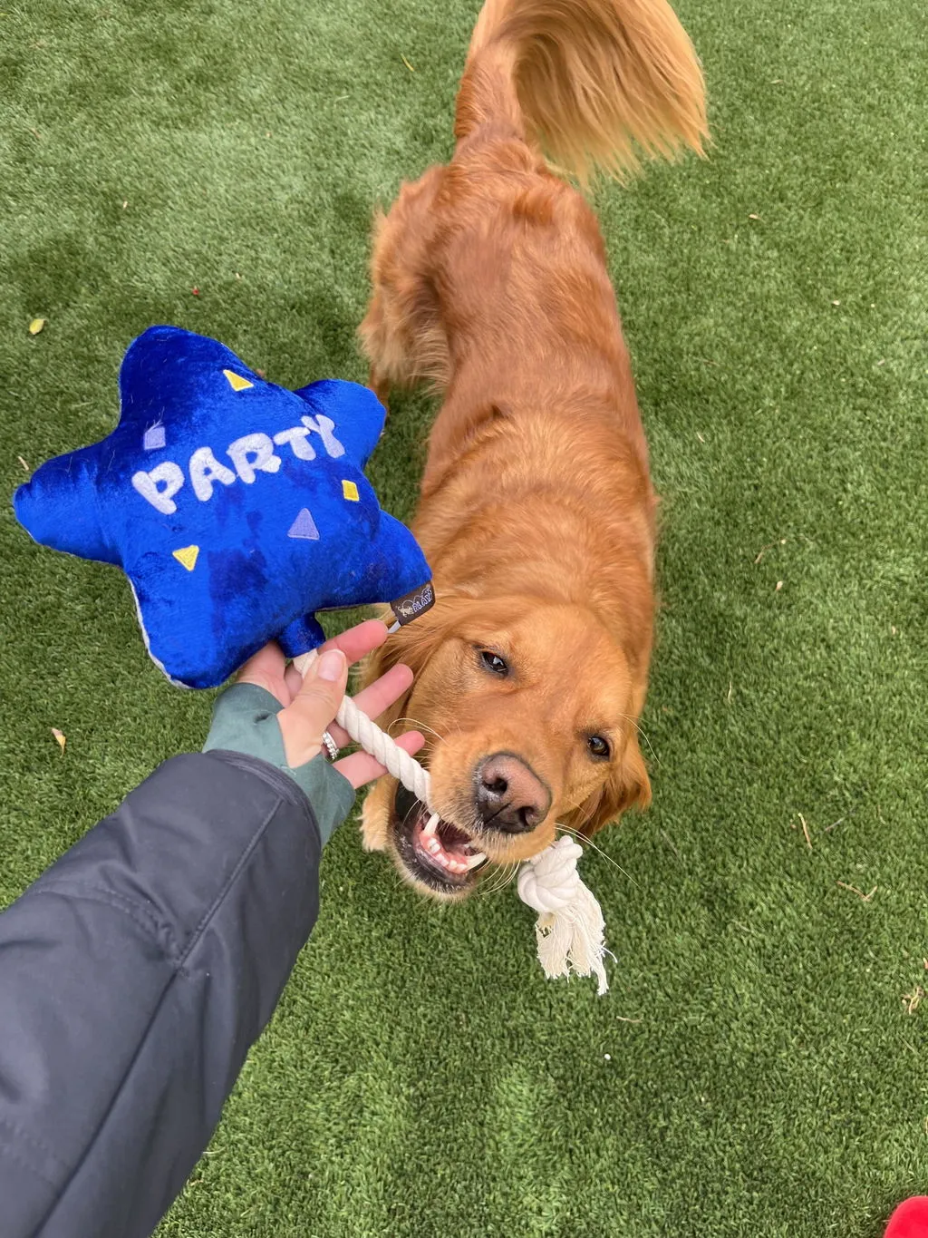 P.L.A.Y. Party Time Pawfect Present mjukisleksak mini födelsedag pip