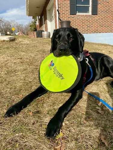 Spunky Pup Soft Disc hundfrisbee mjuk 24 cm för apport