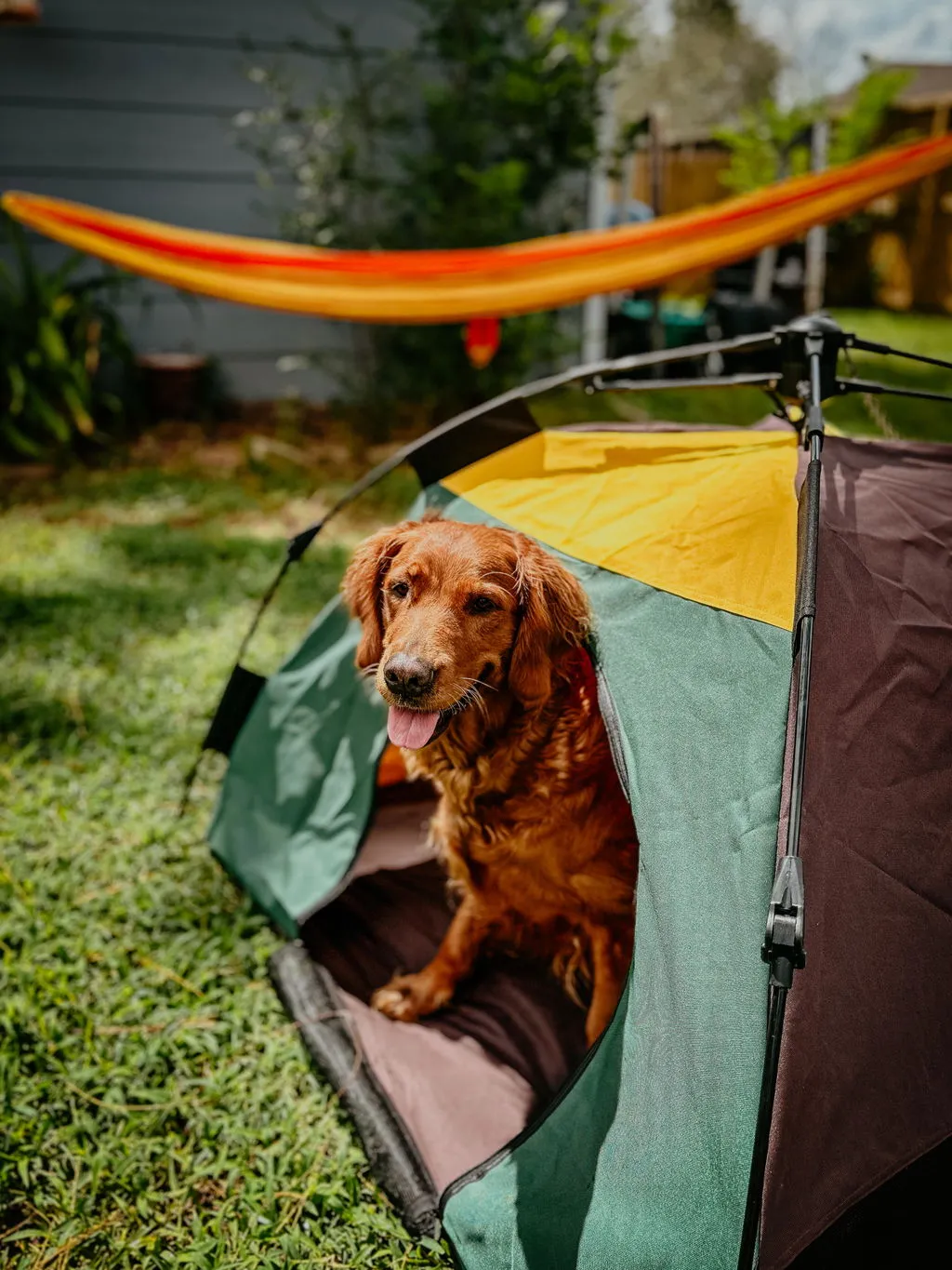 P.L.A.Y. Scout & About Outdoor Dog Tent hundtält Mocha