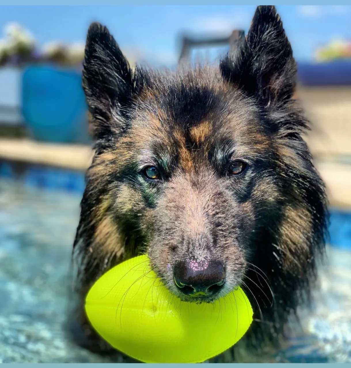 Spunky Pup Squeak & Glow Football boll grön
