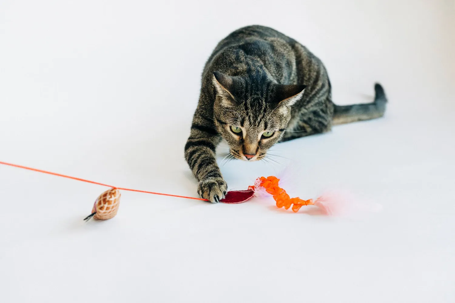 P.L.A.Y. Feline Frenzy Swatlami kattspö prassel