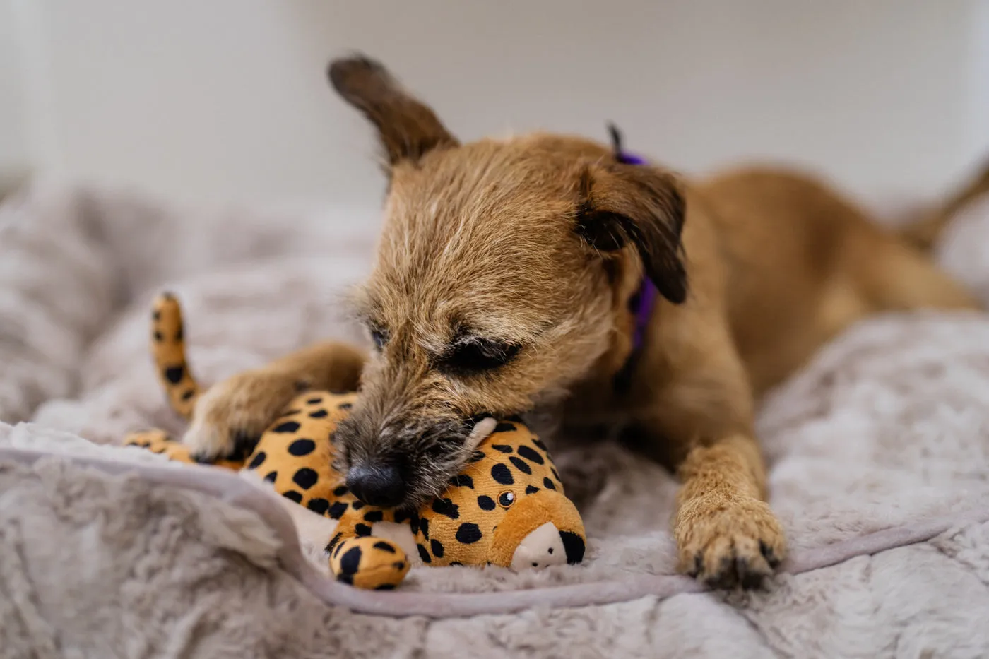 P.L.A.Y. Big Five of Africa Leopard hundleksak stor brun med pip