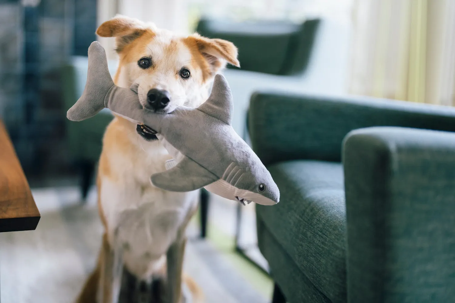 P.L.A.Y. Ocean Buddies Great White Gabe hundleksak haj med pip