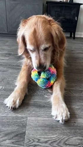 Spunky Pup Stuffies mjukisleksak Tangle Regular med godisfack