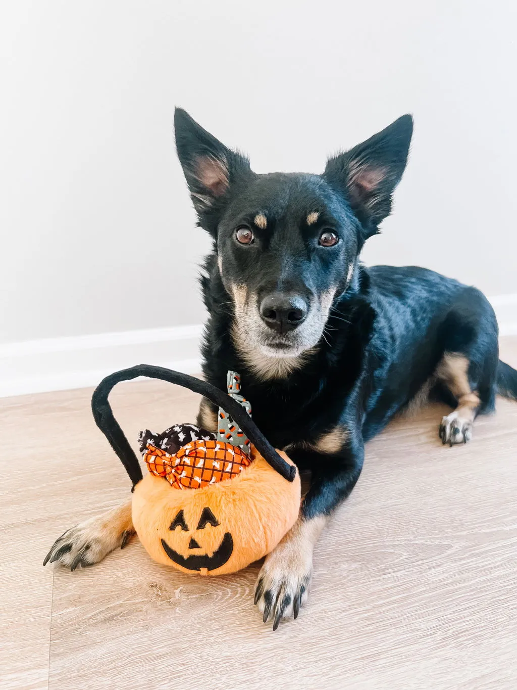 P.L.A.Y. Howl-o-ween Treat Basket mjuk hundleksak pumpa