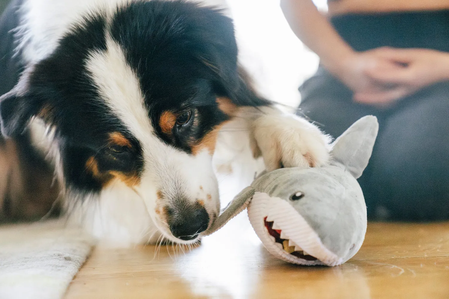 P.L.A.Y. Ocean Buddies Great White Gabe hundleksak haj med pip