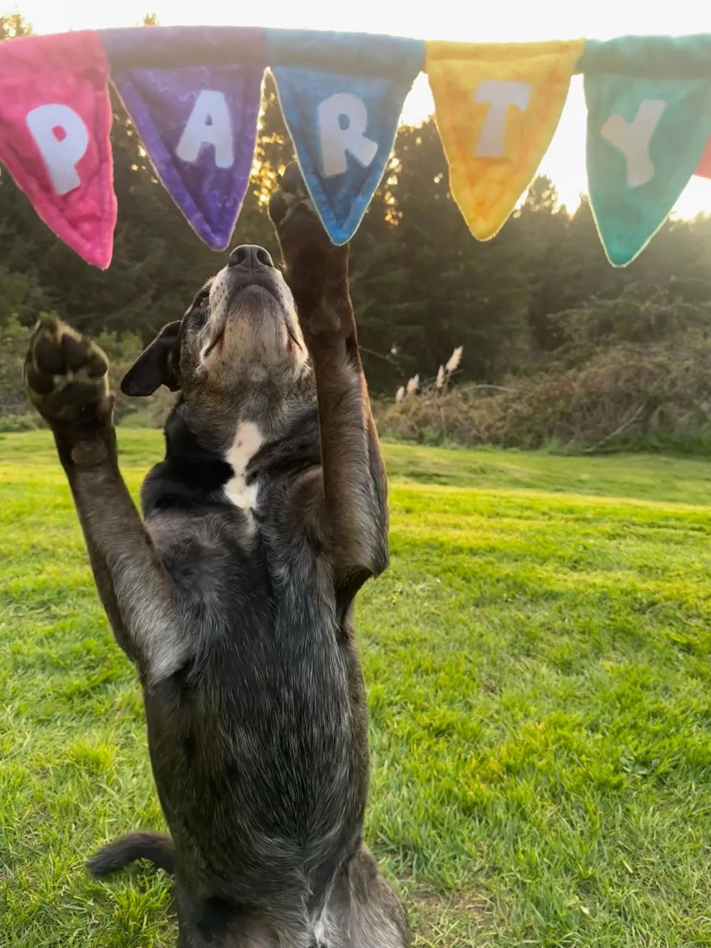 P.L.A.Y. Party Animal Tug n Party Banner dragleksak med pip