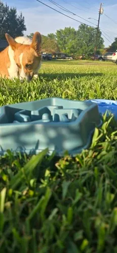 Pawtato Slow Feeder hundskål grön halkfri