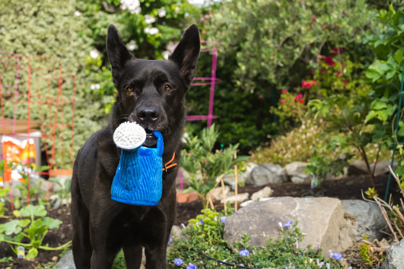 P.L.A.Y. Blooming Buddies Wagging Watering Can hundleksak pip