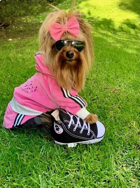 Dog Diggin Designs Dogverse Shoe hundleksak sko
