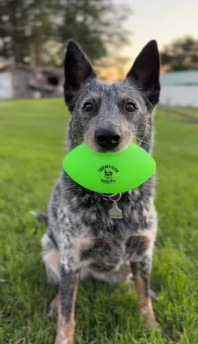 Spunky Pup Squeak & Glow Football boll grön