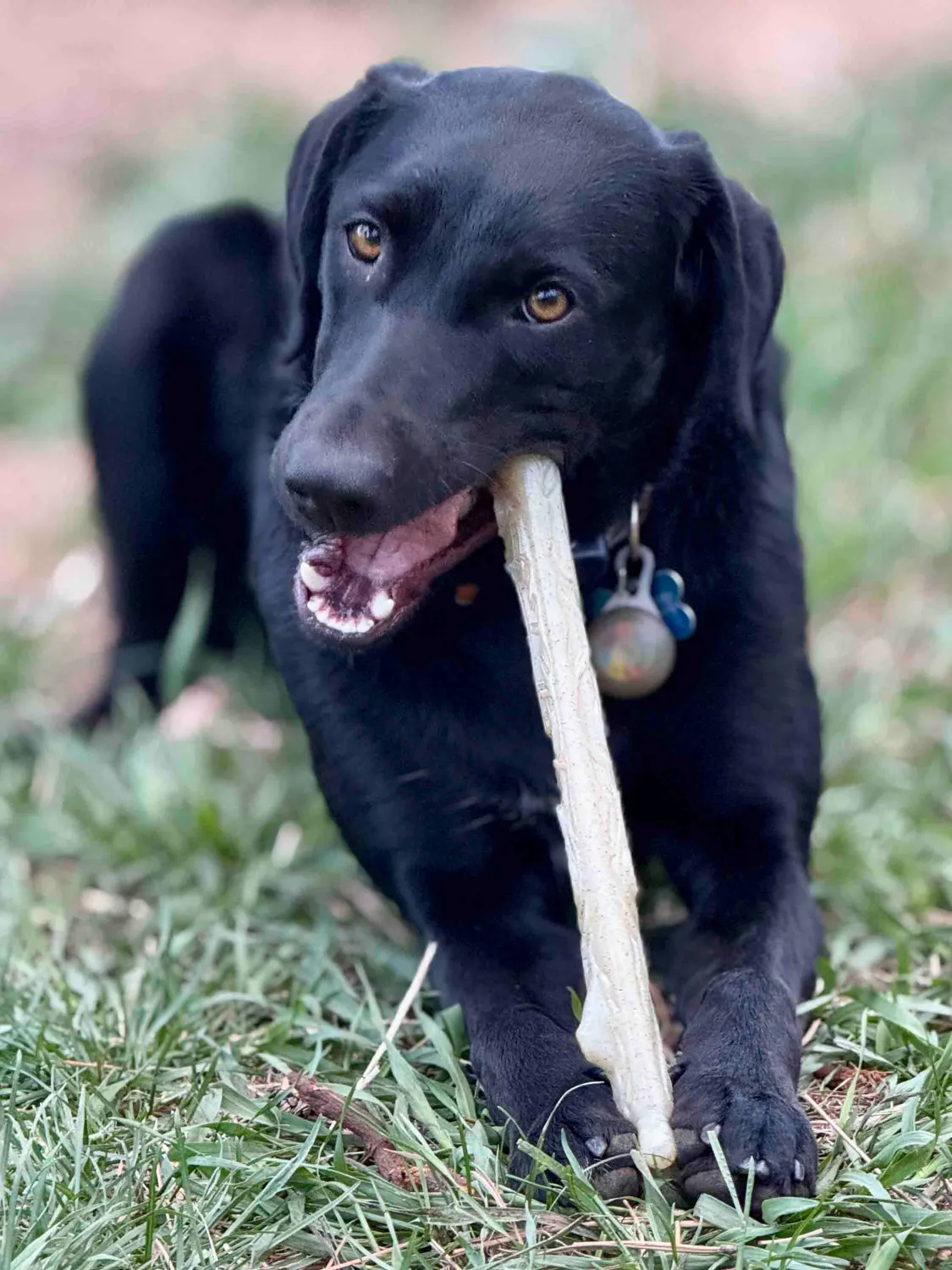 SodaPup Nylon Chew Stick tuggleksak natural kraftig