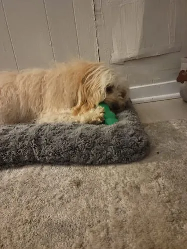 Spunky Pup Fruits Veggies godisleksak hund Banan gummi
