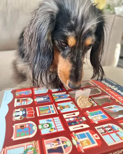 Spunky Pup Holiday adventskalender hund 25 luckor jordnöt
