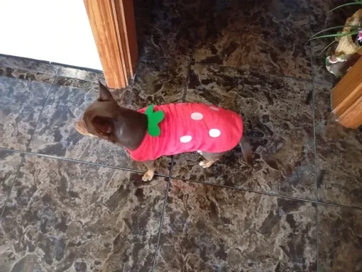 Pawtato Embroidered hundtröja kanin fleece XS