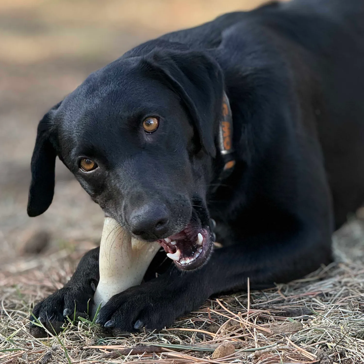 SodaPup Ever Antler tuggben brun extra tålig
