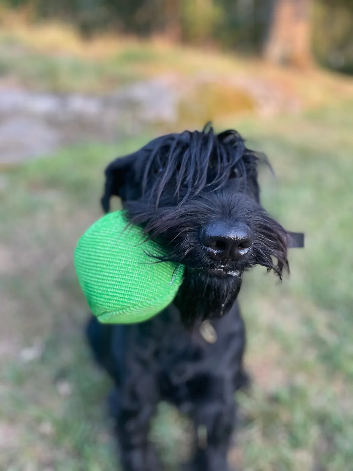 NewDog Belönings Boll hundboll 10 cm hårt stoppad