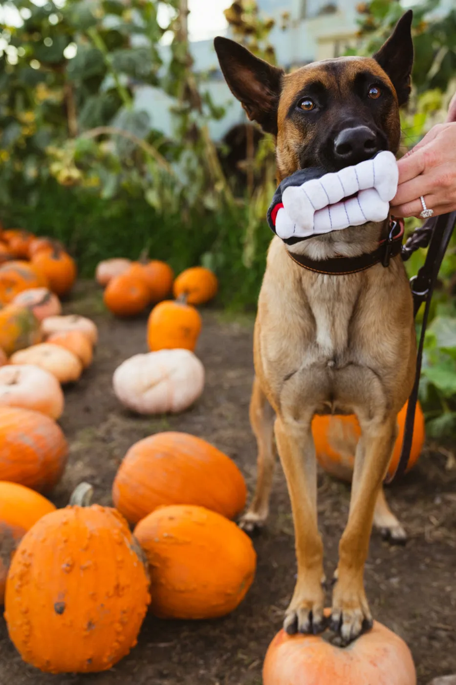 P.L.A.Y. Howling Haunts Barky's Bite hundleksak mjuk med pip
