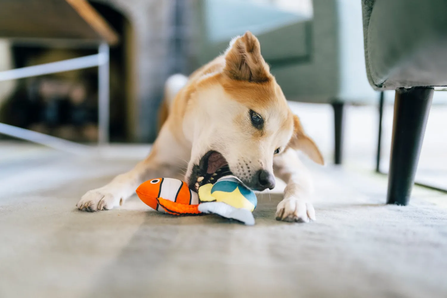 P.L.A.Y. Ocean Buddies Reef Retreat hundleksak 3-delar med pip