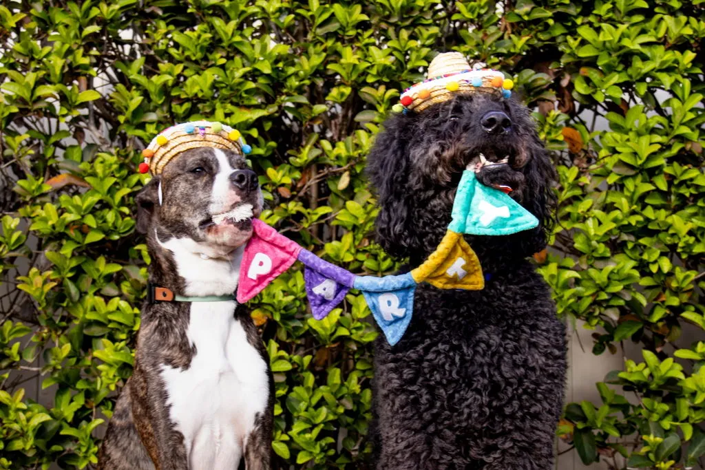 P.L.A.Y. Party Animal Tug n Party Banner dragleksak med pip
