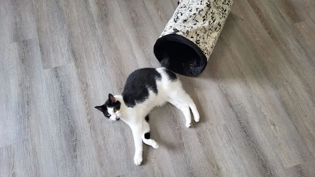 P.L.A.Y. Feline Frenzy Purr & Pounce katttunnel Night Sky Black