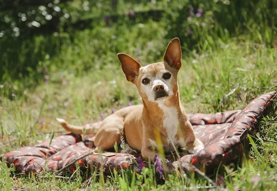 P.L.A.Y. Outdoor Chill Pad hundmatta vattenavvisande