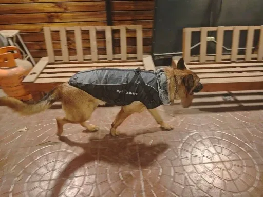 Pawtato Reflective Winter hundtäcke med sele reflex