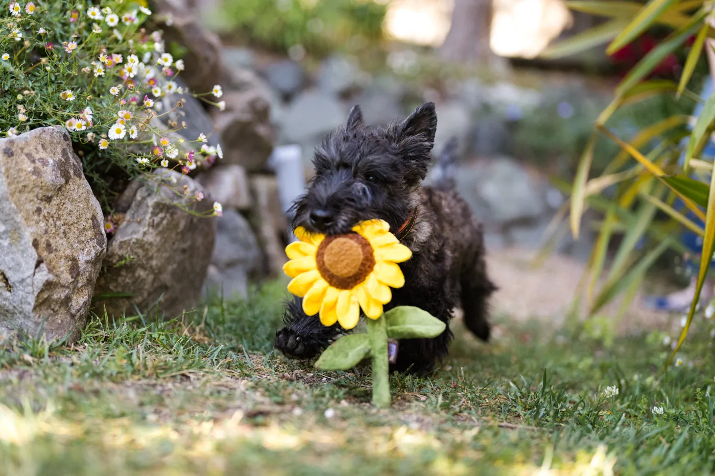P.L.A.Y. Blooming Buddies hundleksak 5-pack med pip