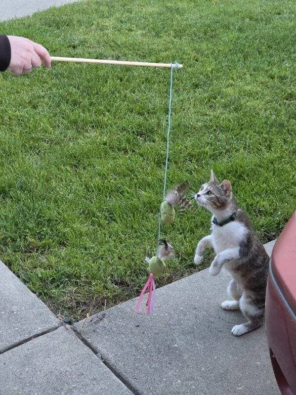 P.L.A.Y. Feline Frenzy Purrfectly Pitted Wand kattleksak oliv kattmynta