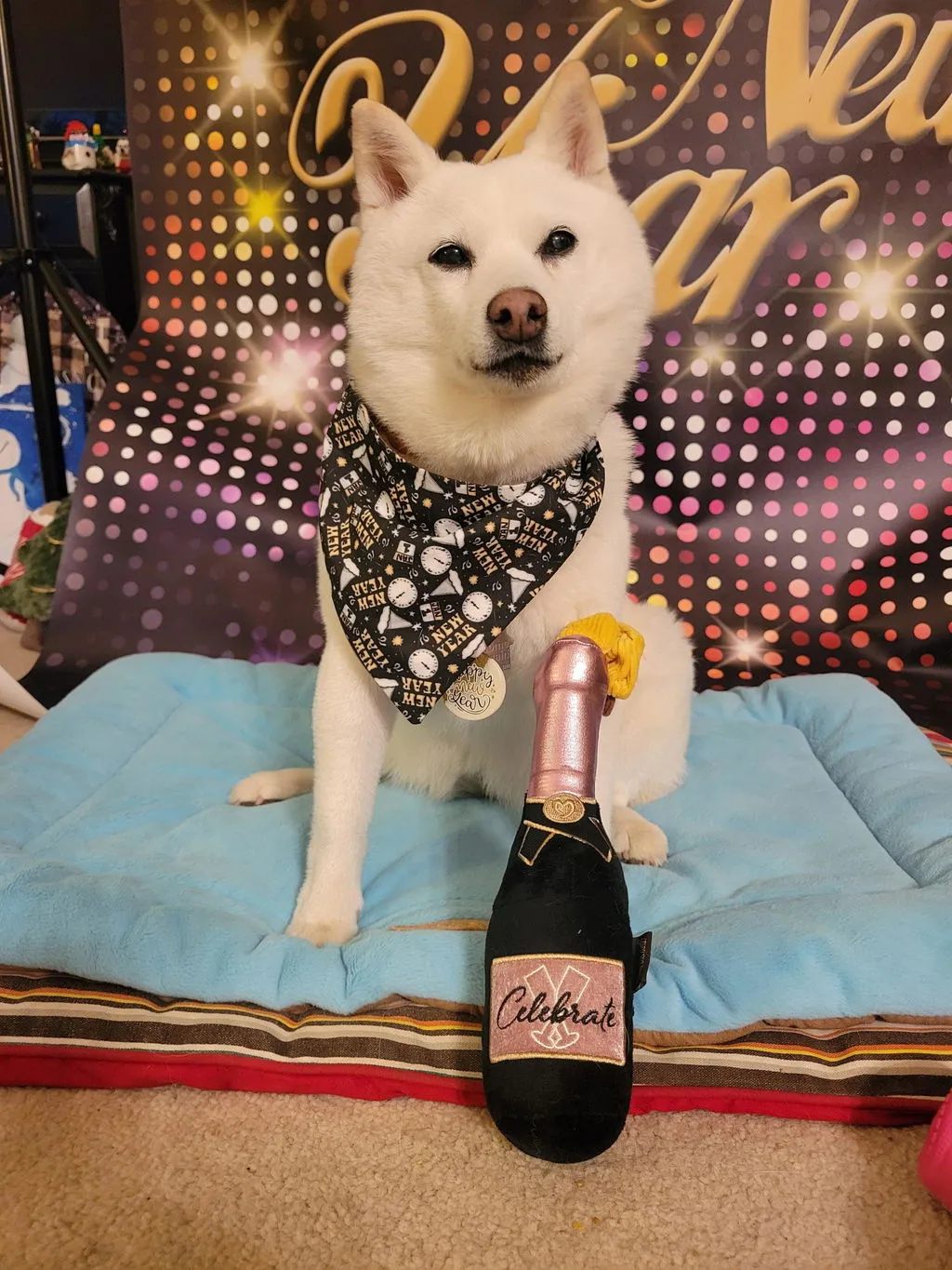 P.L.A.Y. Puppin' Champagne hundleksak med pip och dragsnöre