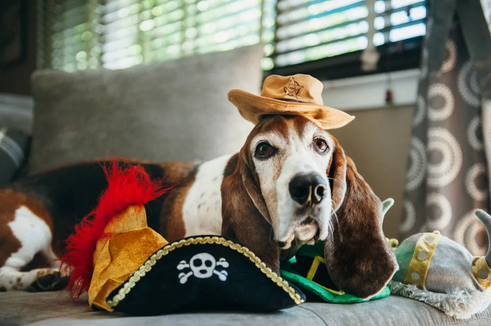 P.L.A.Y. Mutt Hatter Collection hundleksak set hattar pip