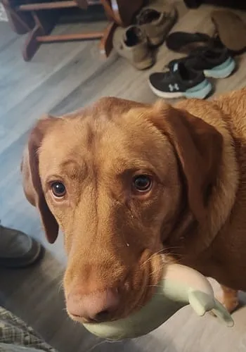 Spunky Pup Gnaw Guard hundleksak liten ring grön flytande