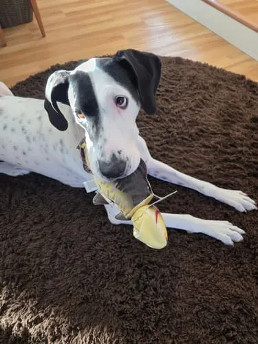 Spunky Pup Fly & Fetch anka kastleksak 40 x 38 cm med pip