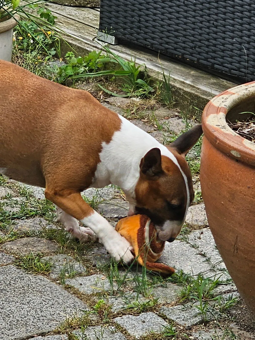P.L.A.Y. Pup Cup Café Doggo's Java hundleksak med pip