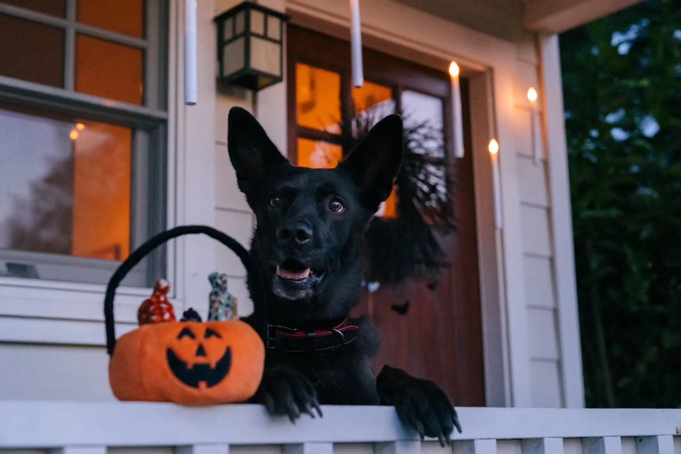 P.L.A.Y. Howl-o-ween Treat Basket mjuk hundleksak pumpa
