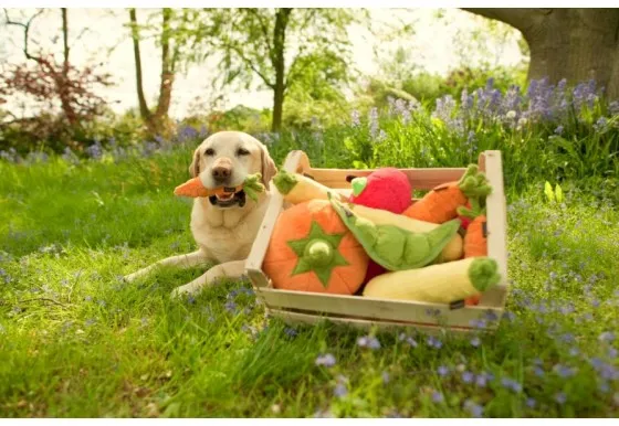 P.L.A.Y. Garden Fresh Carrot hundleksak med pip